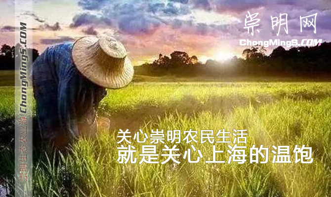 崇明岛农业旅游-关心农民生活就是关心上海的温饱