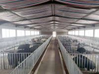 上海崇明岛东风农场沙乌头农业科技有限公司 崇明种畜场